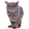 Мемфис _!Д!уШа_ Мемфис