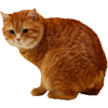 Жопкинс _!Д!уШа_ Жопкинс