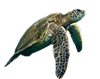 Turtle Мицуки Turtle